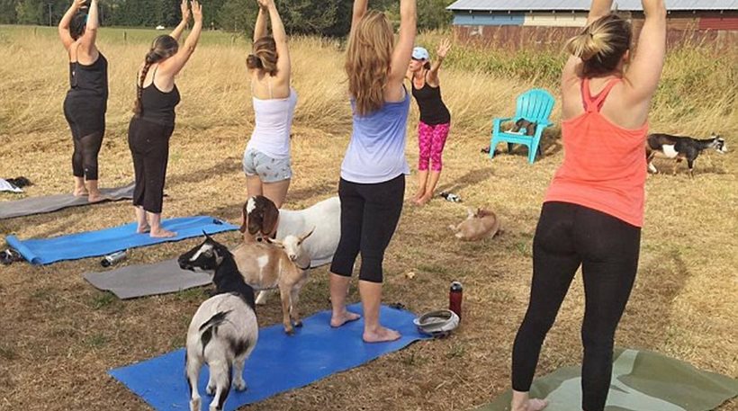 goat_yoga